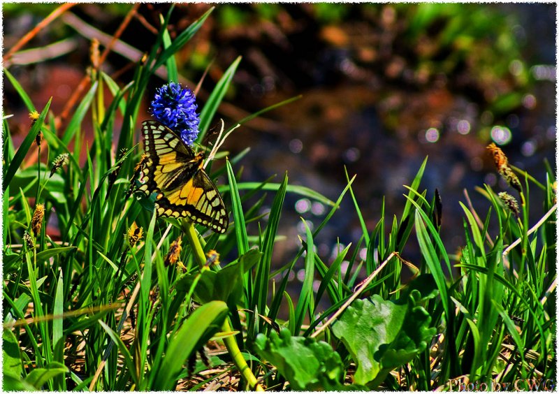Бабочка цветок ручей