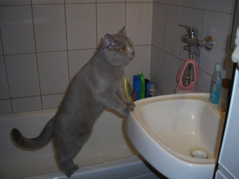 ванный кот..