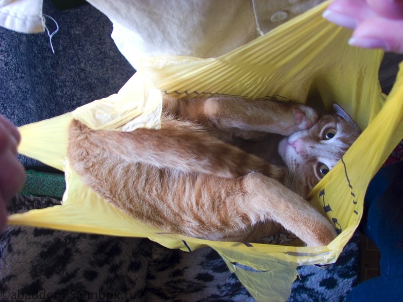 кот любит очень упаковываться
