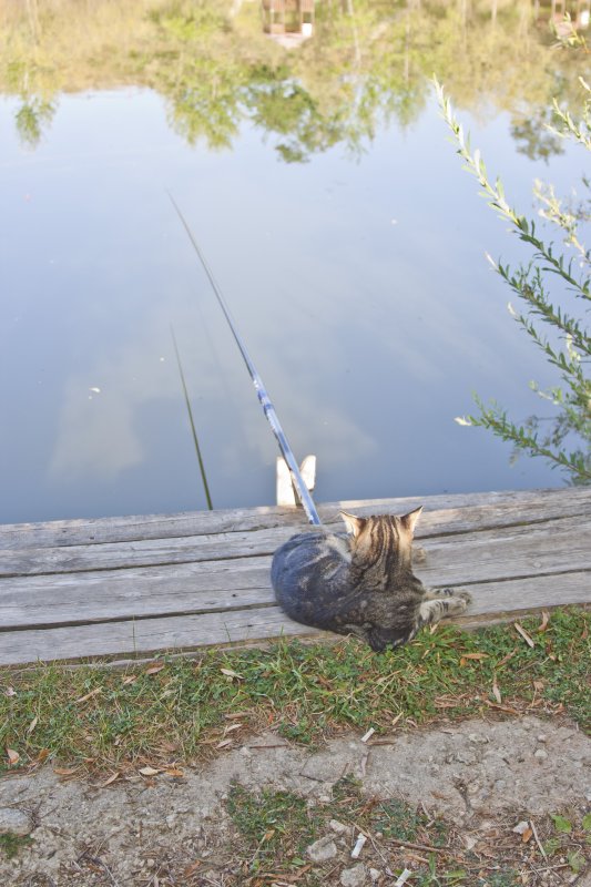 кот-рыболов