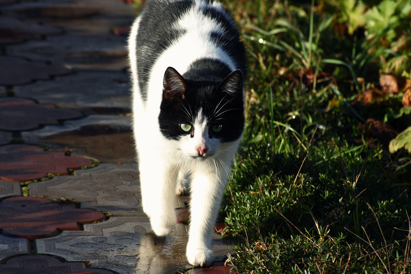Кот, который гуляет сам по себе