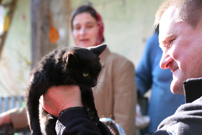 Константин Сорокин с кошками