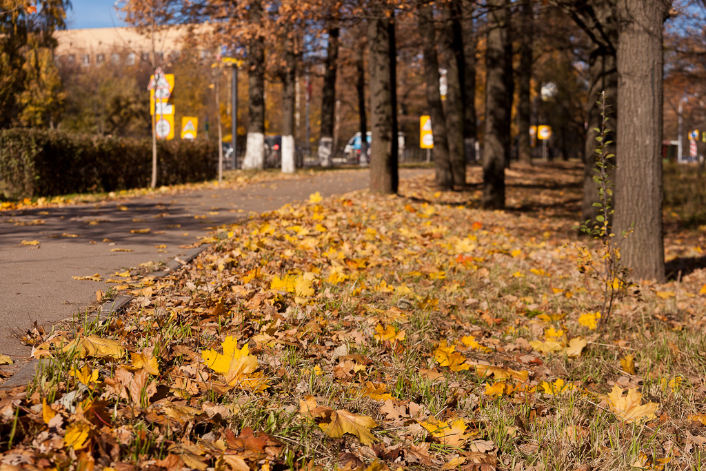 Осень в Одинцово