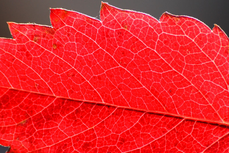 Красный лист винограда