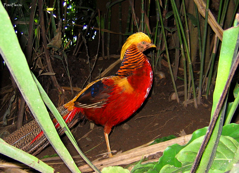 Птицы на Бали всякие разные