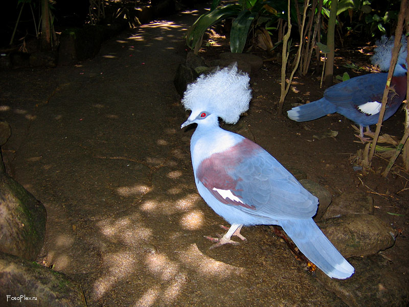 Венценосный голубь - Goura cristata
