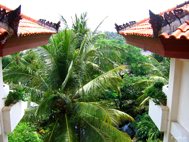 Большая Пальма на Бали