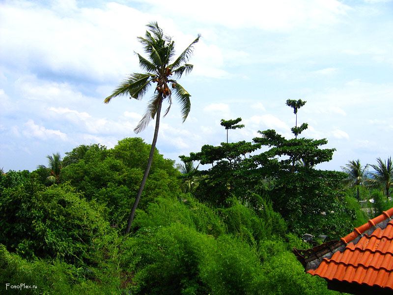 Самая высокая пальма на Бали