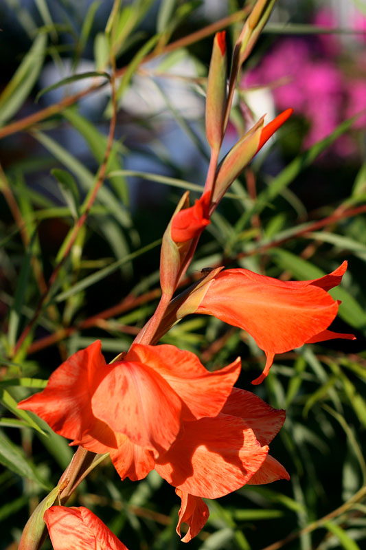 Гладиолус крупноцветковый