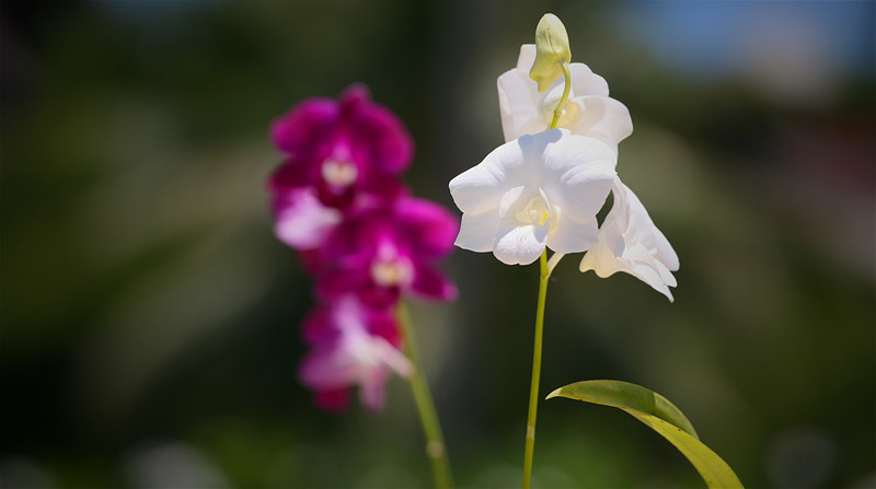 Орхидеи Таиланда
