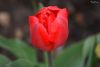 Красный Тюльпан