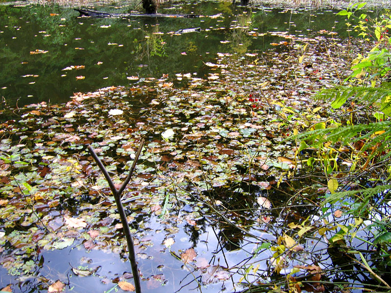 Листья в озере