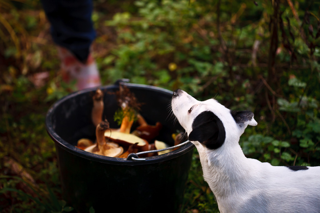 Собака тоже собирает грибы, в основном трюфели :)