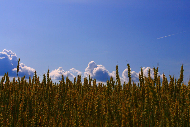 Пшеничные колосья