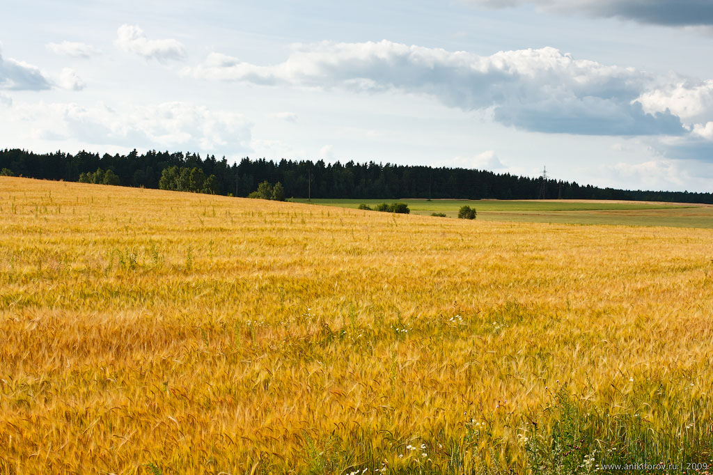 Ржаное Поле Фото