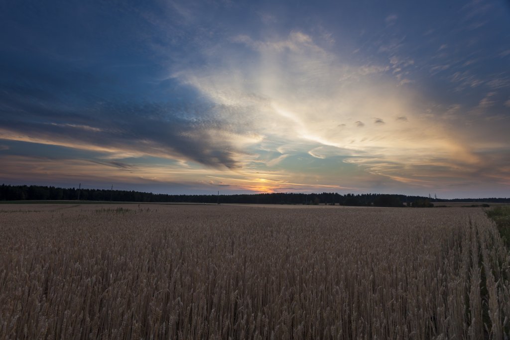 Закат на пшеничном поле