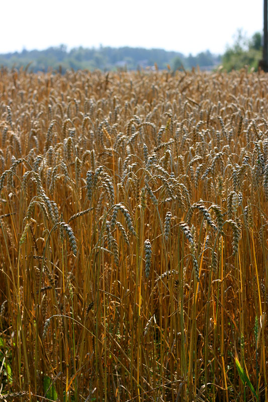 Пшеничные Луга