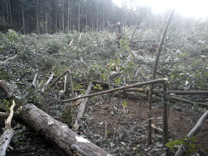 Вырубка леса в Одинцово 