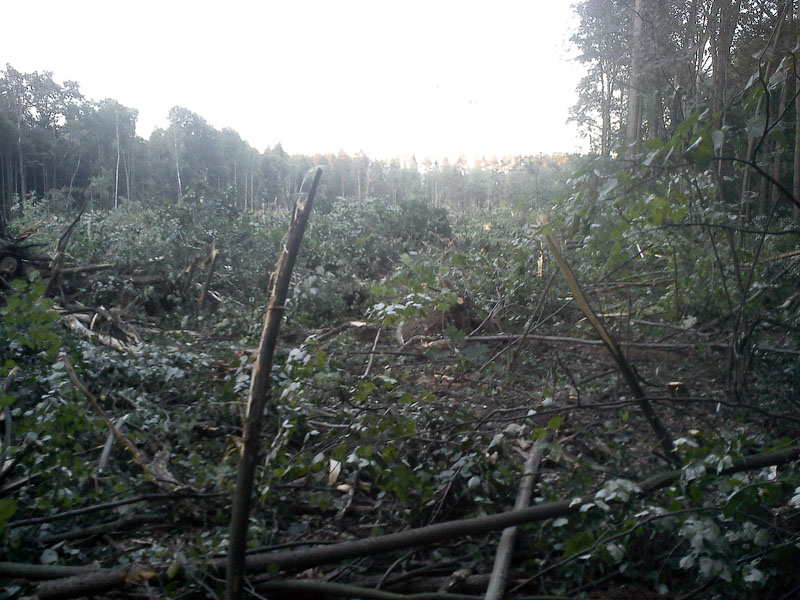 Вырубка леса в Одинцово 
