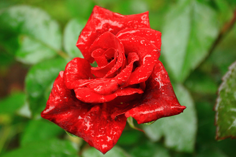 Очередная крассная роза