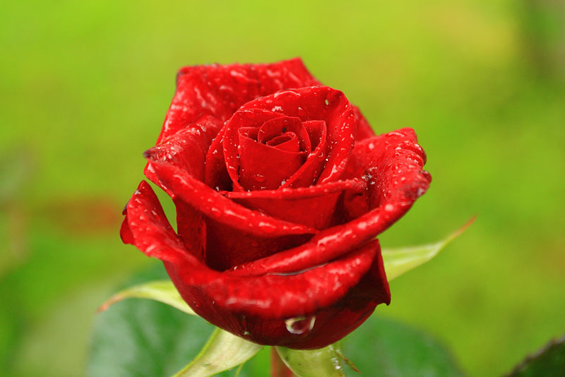 Красная роза после дождя