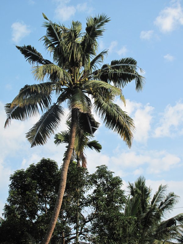Кокосовые пальмы