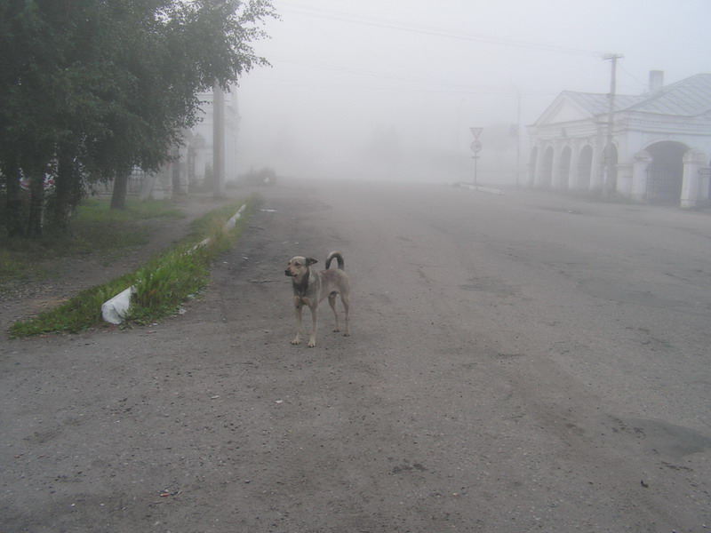 собака в тумане