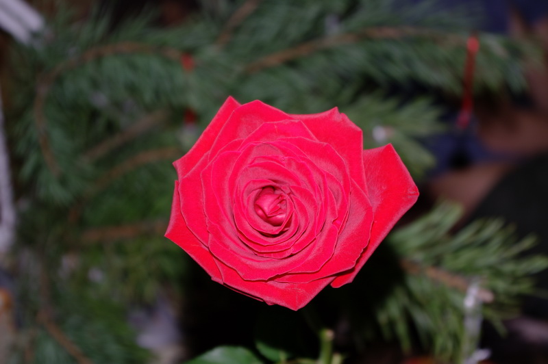 Рождественская роза