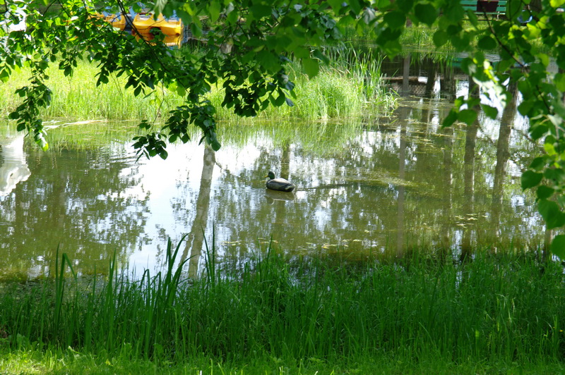 деревнная утка в городском пруду