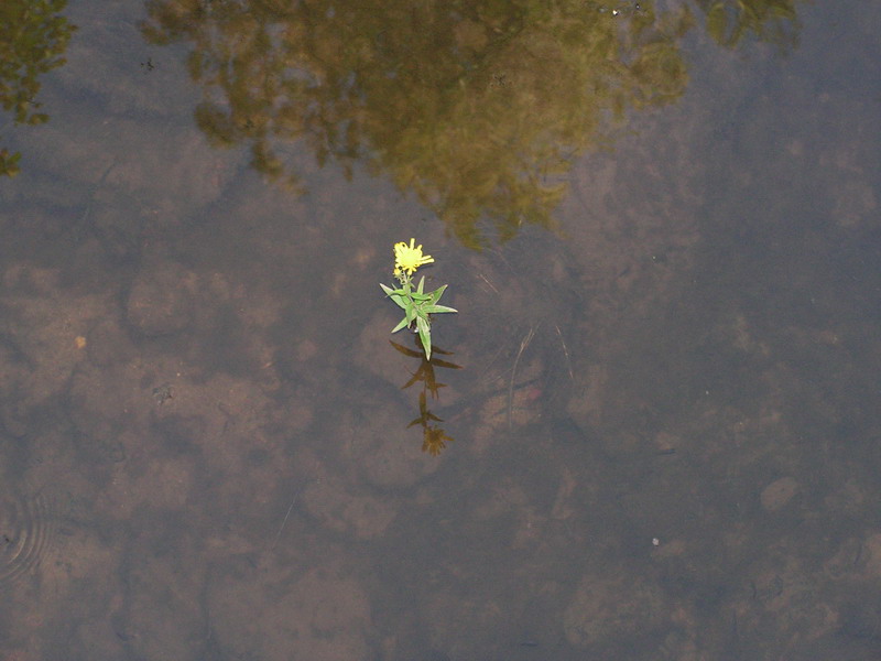 цветок растет прямо из-под воды