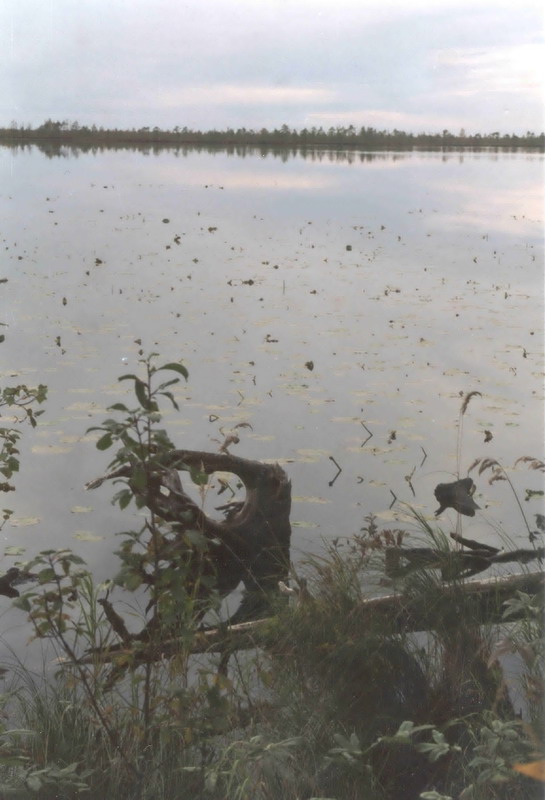 Торфяные озера Вологодской области на месте высохшего озера ледникового образования диаметром около 50км. Диаметр этого озера около 1км. (фото пленка)