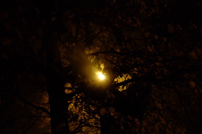 ночь, дерево, фонарь