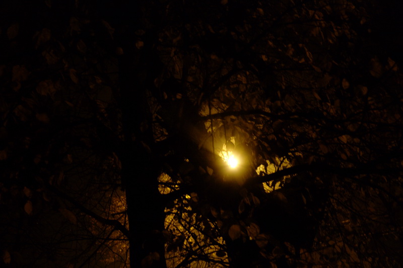 ночь, дерево, фонарь