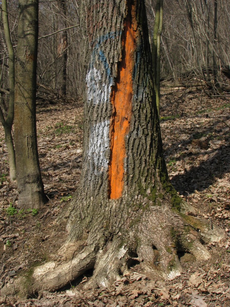 Дерево с полосой