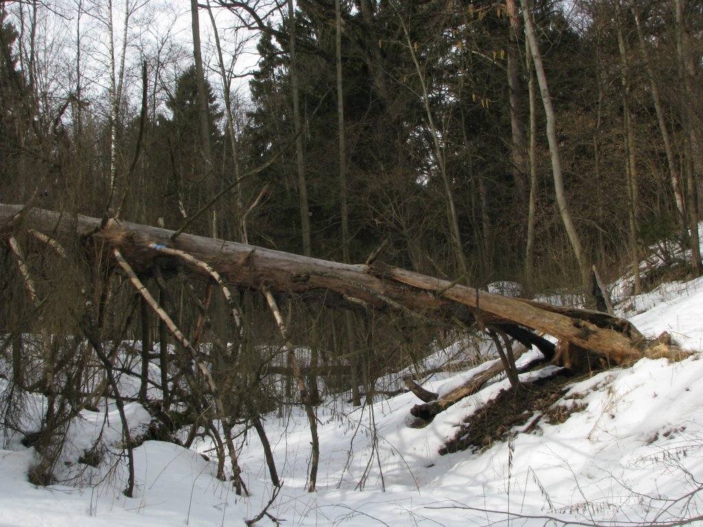 Завалившееся дерево