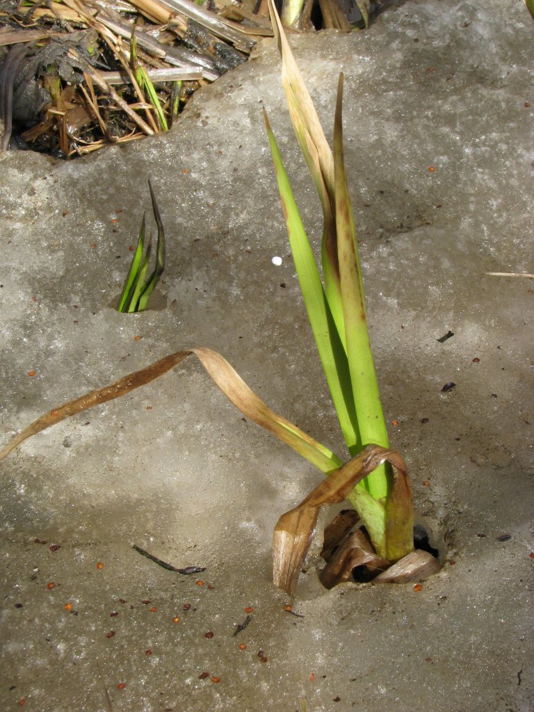 Лёд и первые травинки
