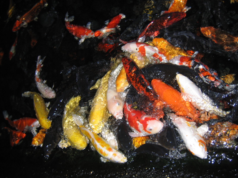 Китайские рыбки