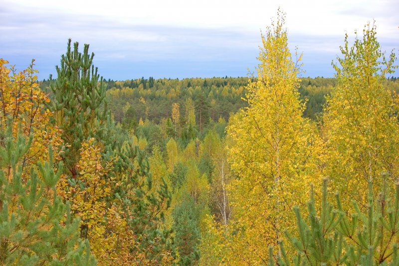 октябрьский лес
