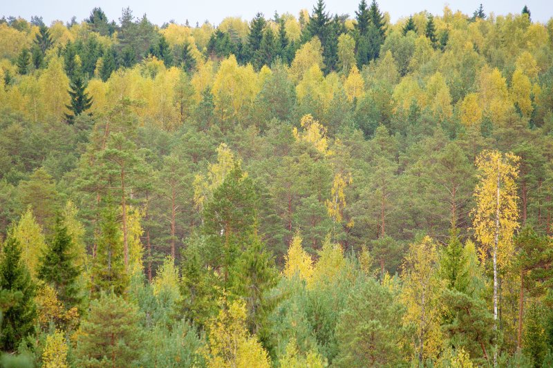 октябрьский лес 