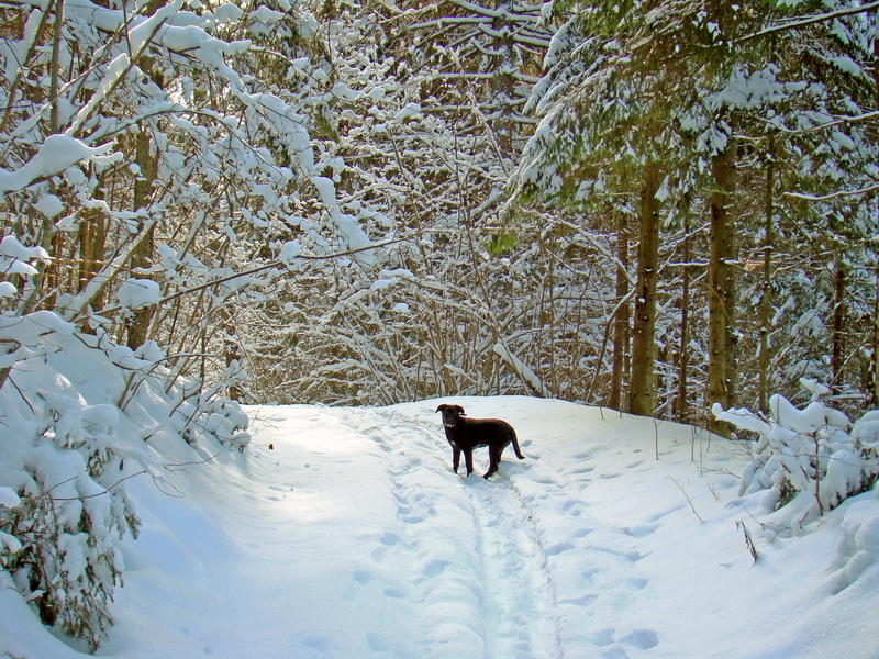 прогулка по лесу с собакой