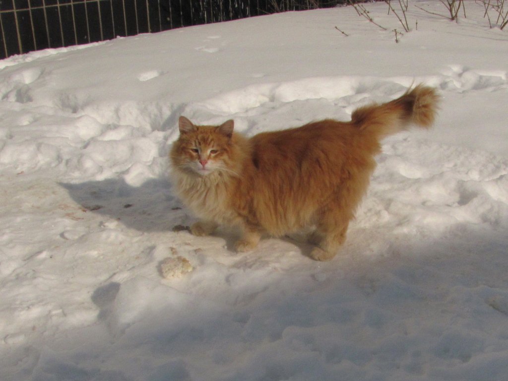 Коты в 2011 и зимою 2012