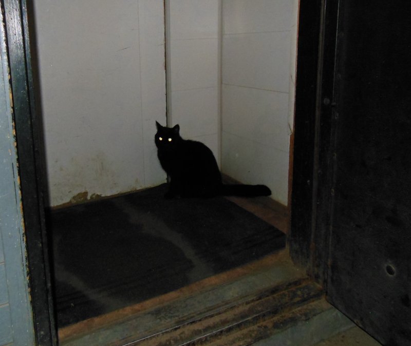 Черный кот опохмелится не дает (не все коту масленница)