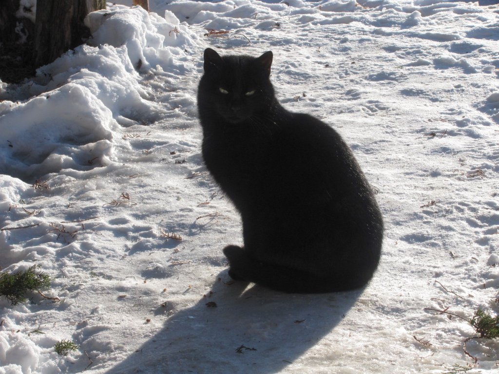 Черный кот,. церкви село Средниково