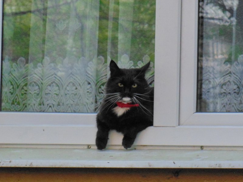 Первомайский котик (с красным бантиком)