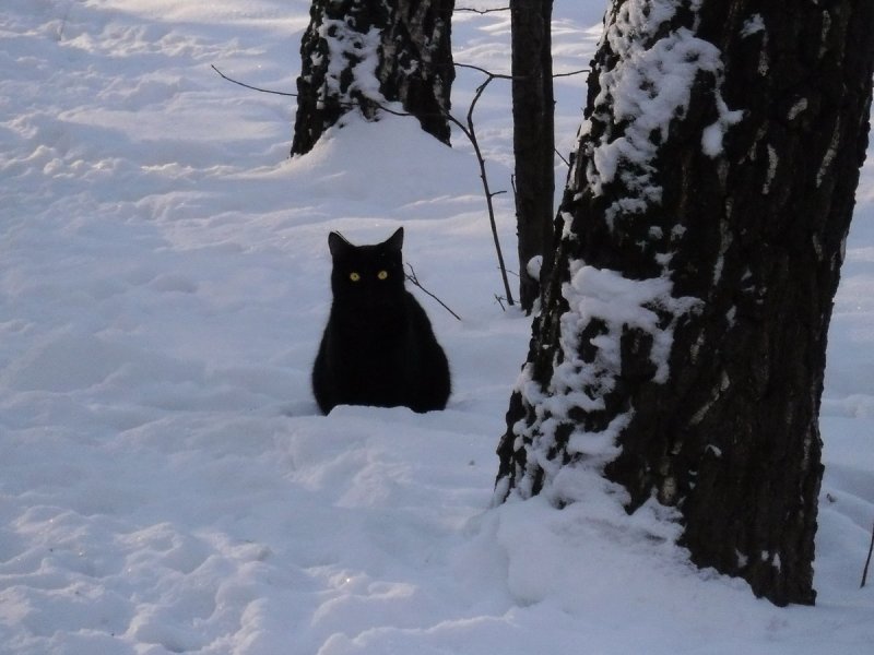 И глаза кота, как угли, зашипели на снегу... (из цикла "Жил-да-был Черный Кот за углом"