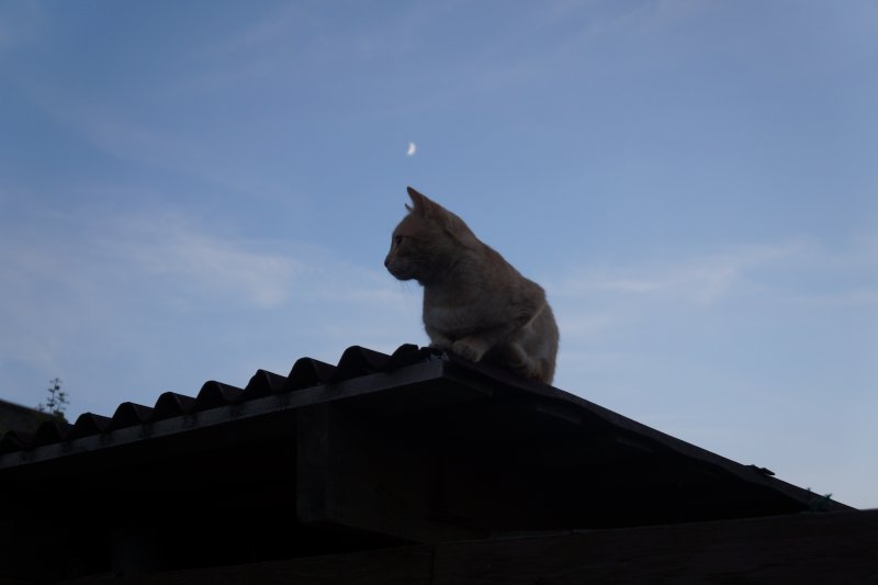 Лунный котик