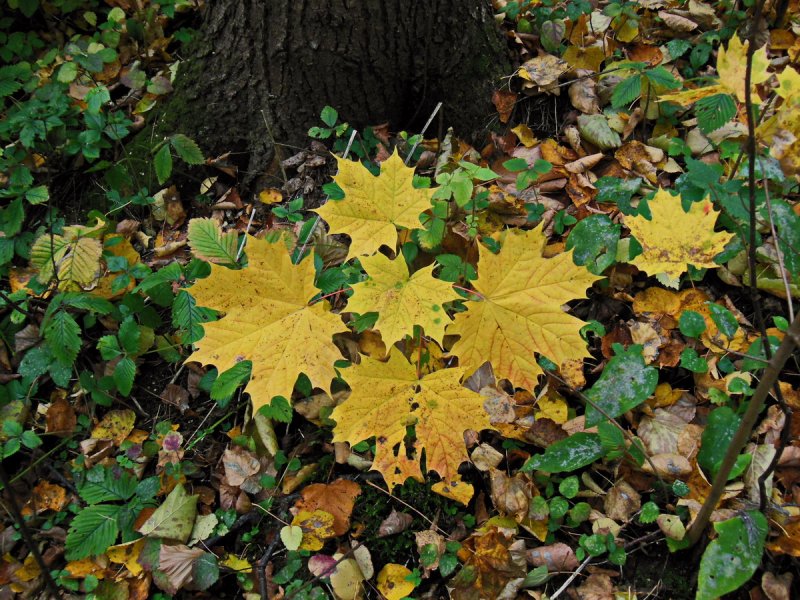 Осенний этюд (желто-зеленый)