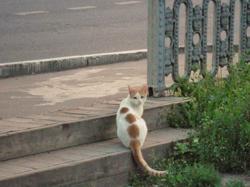 Штрих-пунктирная кошка