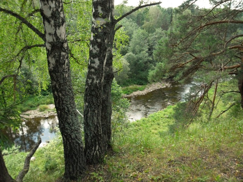 река Держа в нижнем течении, после Сновидова, Зубцовский район, Тверская область