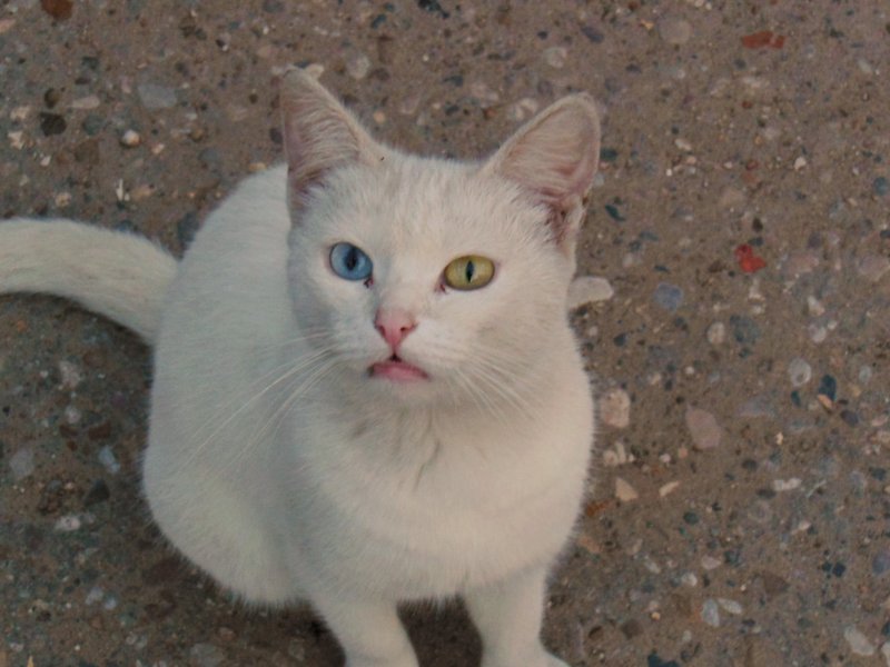 Белый дьявол (жовто-блакитний кіт)